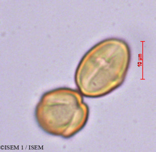 ISEM 1/Castanea_sativa_29223/Castanea_sativa_29223_0001(copy)_thumb.jpg
